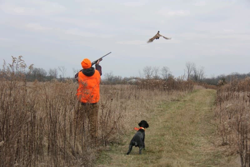 Buckeye Pheasant Hunting Preserve hunting ranch in New Lebanon, OH - gallery photo 1