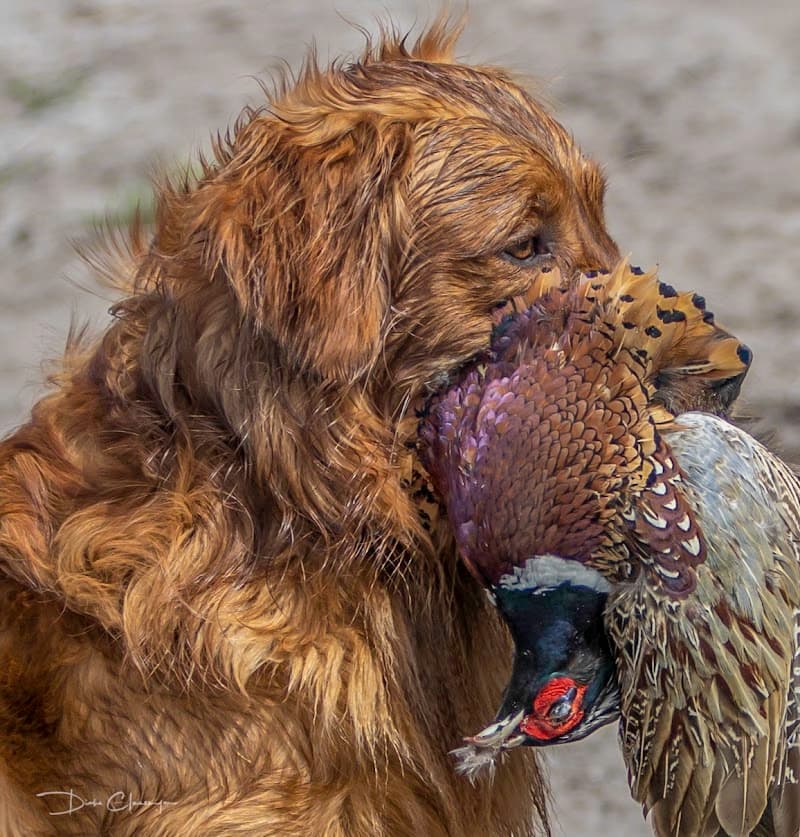 Buckeye Pheasant Hunting Preserve hunting ranch in New Lebanon, OH - gallery photo 2