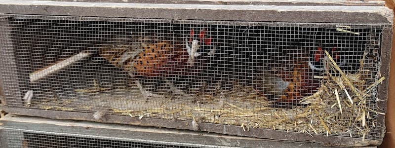 Buckeye Pheasant Hunting Preserve hunting ranch in New Lebanon, OH - gallery photo 5
