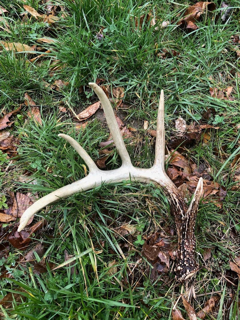 Bowhunting Ohio Whitetails, LLC hunting ranch in Rushville, OH - gallery photo 5