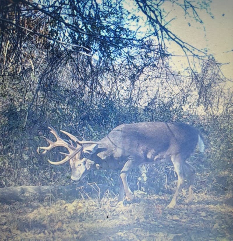 Ohio Trophy Whitetail Outfitters hunting ranch in Chillicothe, OH - gallery photo 3