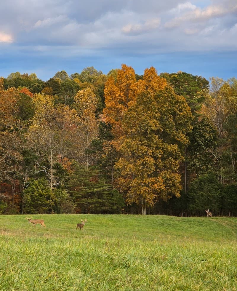 Buck Creek Trophy Whitetails hunting ranch in East Bernstadt, KY - gallery photo 3
