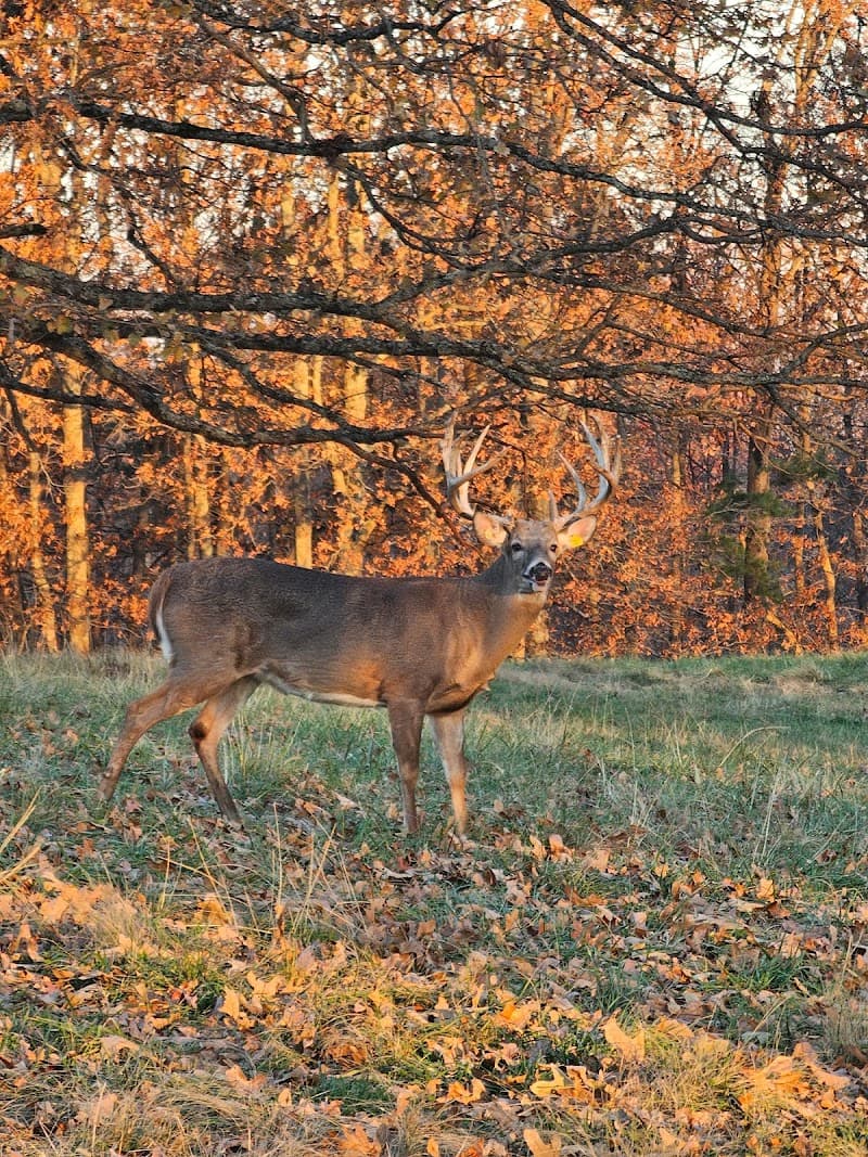 Buck Creek Trophy Whitetails hunting ranch in East Bernstadt, KY - gallery photo 5