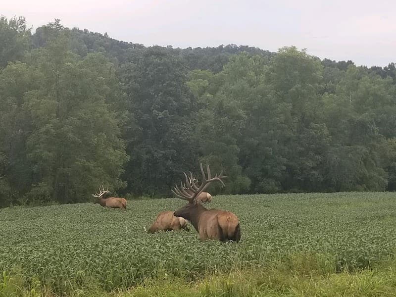 Dominant Buck Outfitters hunting ranch in Uhrichsville, OH - gallery photo 4