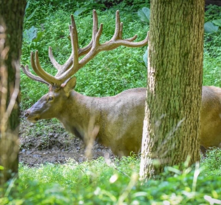 KG Trophy Deer Ranch hunting ranch in Jewett, OH - gallery photo 1
