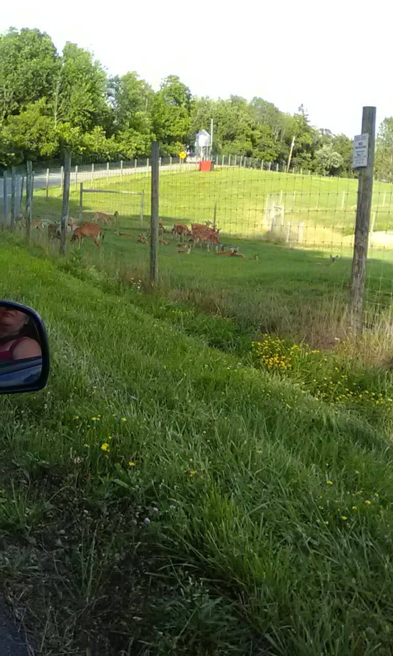 KG Trophy Deer Ranch hunting ranch in Jewett, OH - gallery photo 4
