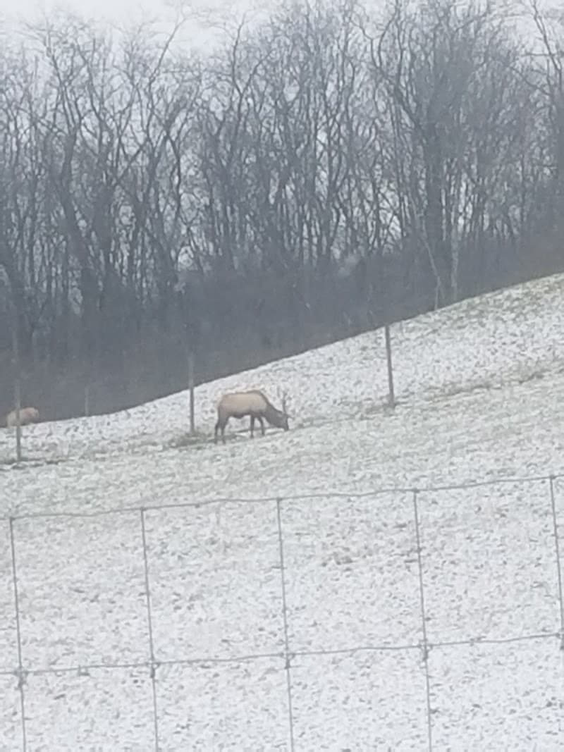 KG Trophy Deer Ranch hunting ranch in Jewett, OH - gallery photo 5
