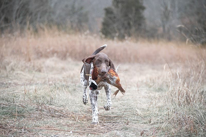 Covey Quest Preserve hunting ranch in Greensburg, KY - gallery photo 1