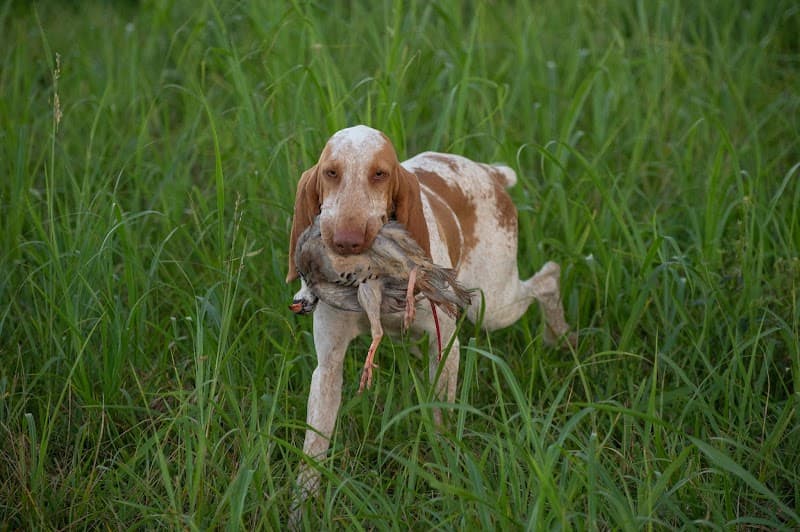 Covey Quest Preserve hunting ranch in Greensburg, KY - gallery photo 3