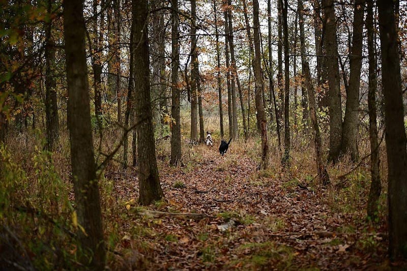 Bullseye Pheasant Preserve hunting ranch in Uhrichsville, OH - gallery photo 5