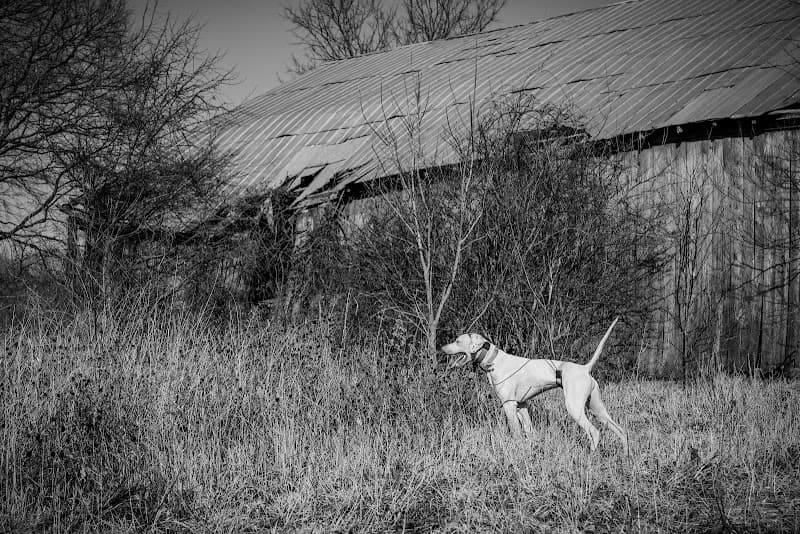 Backcountry Shooting Preserve hunting ranch in Glasgow, KY - gallery photo 5