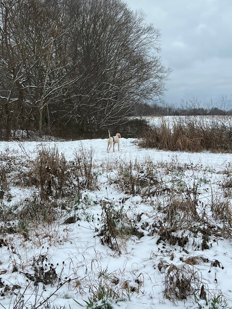 Backcountry Shooting Preserve hunting ranch in Glasgow, KY - gallery photo 6