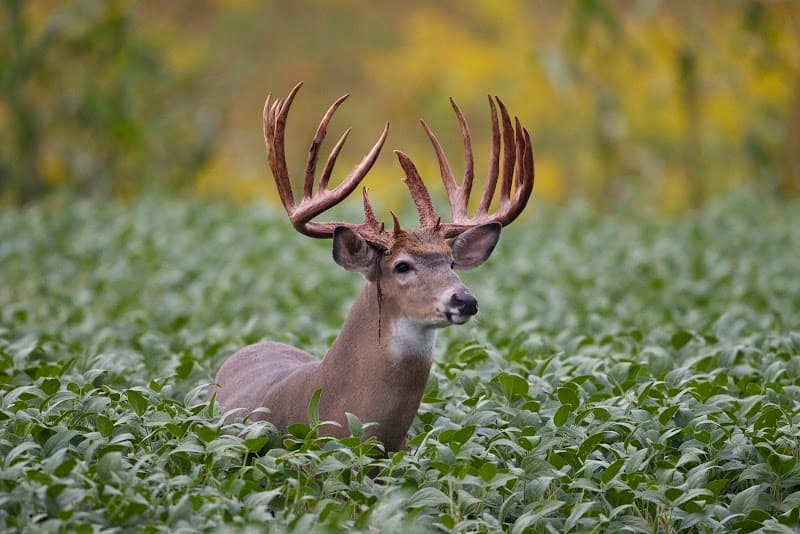 Briarwood Sporting Club hunting ranch in Bellefontaine, OH - gallery photo 2