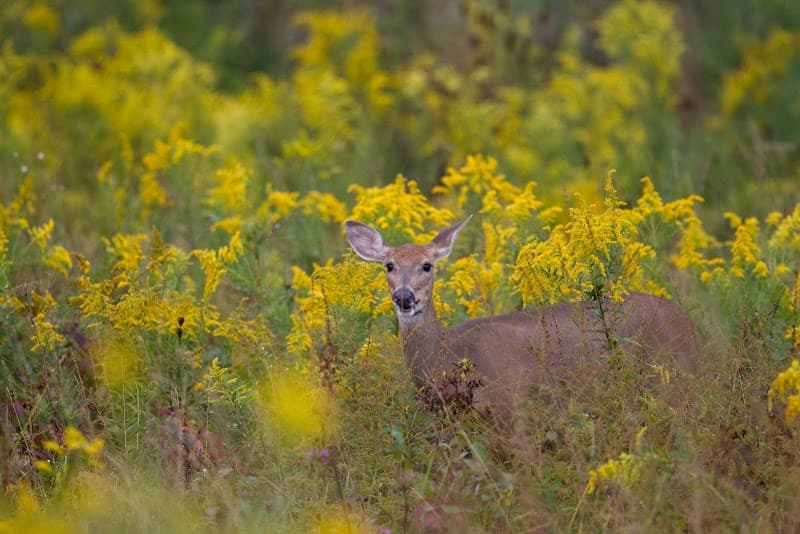 Briarwood Sporting Club hunting ranch in Bellefontaine, OH - gallery photo 4
