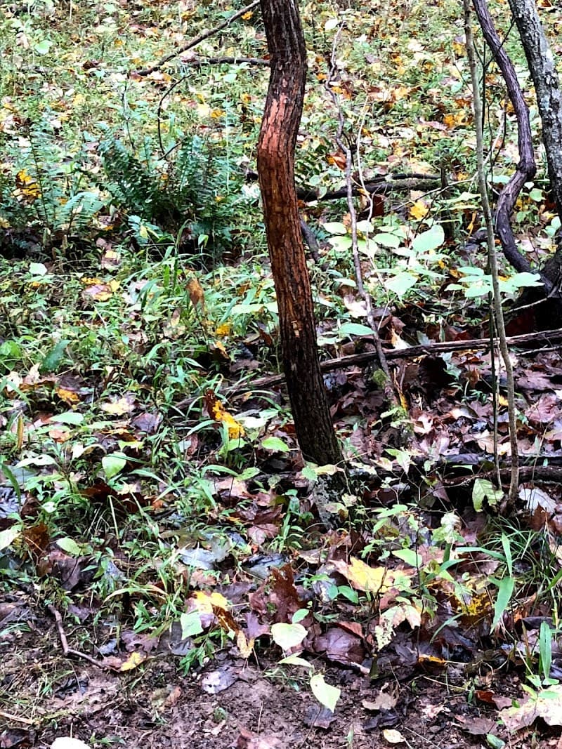 RACKNINE OUTDOORS LLC hunting ranch in Cromwell, KY - gallery photo 5