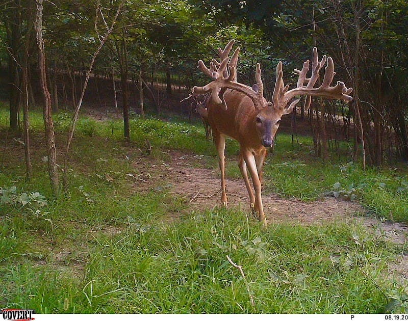 Woodard Whitetails of Kentucky hunting ranch in Glasgow, KY - gallery photo 2