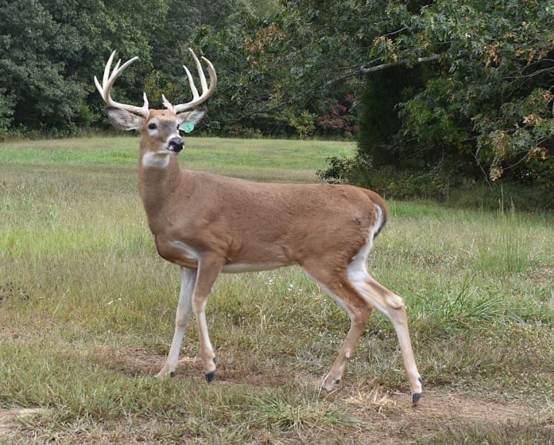 Norton Valley Whitetails hunting ranch in Harned, KY - gallery photo 6