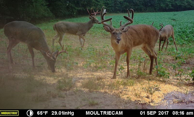 Southern Whitetail Outfitters hunting ranch in Hopkinsville, KY - gallery photo 6