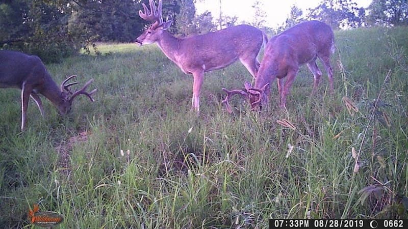 Bluegrass Whitetail Outfitters Inc. hunting ranch in Hardinsburg, KY - gallery photo 1