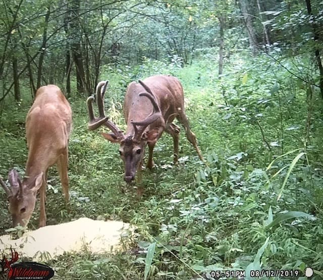Bluegrass Whitetail Outfitters Inc. hunting ranch in Hardinsburg, KY - gallery photo 5