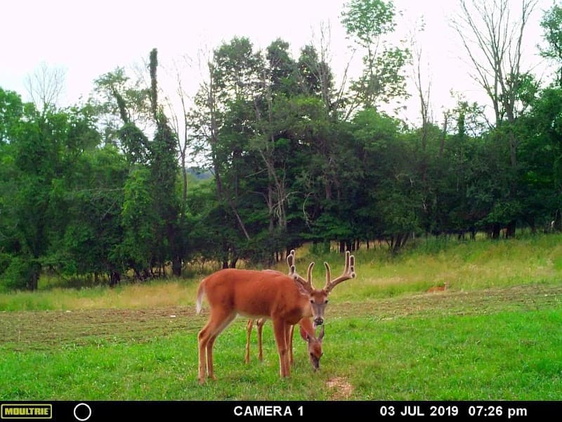 Premier Whitetail Retreat hunting ranch in Ashland, OH - gallery photo 1