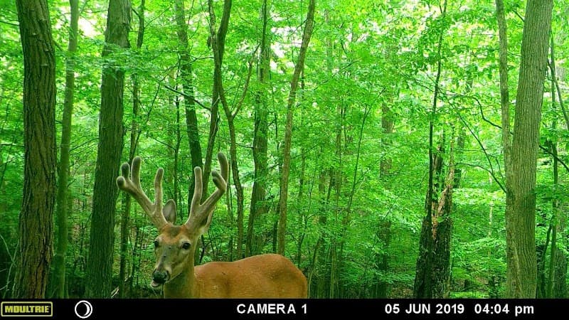 Premier Whitetail Retreat hunting ranch in Ashland, OH - gallery photo 5